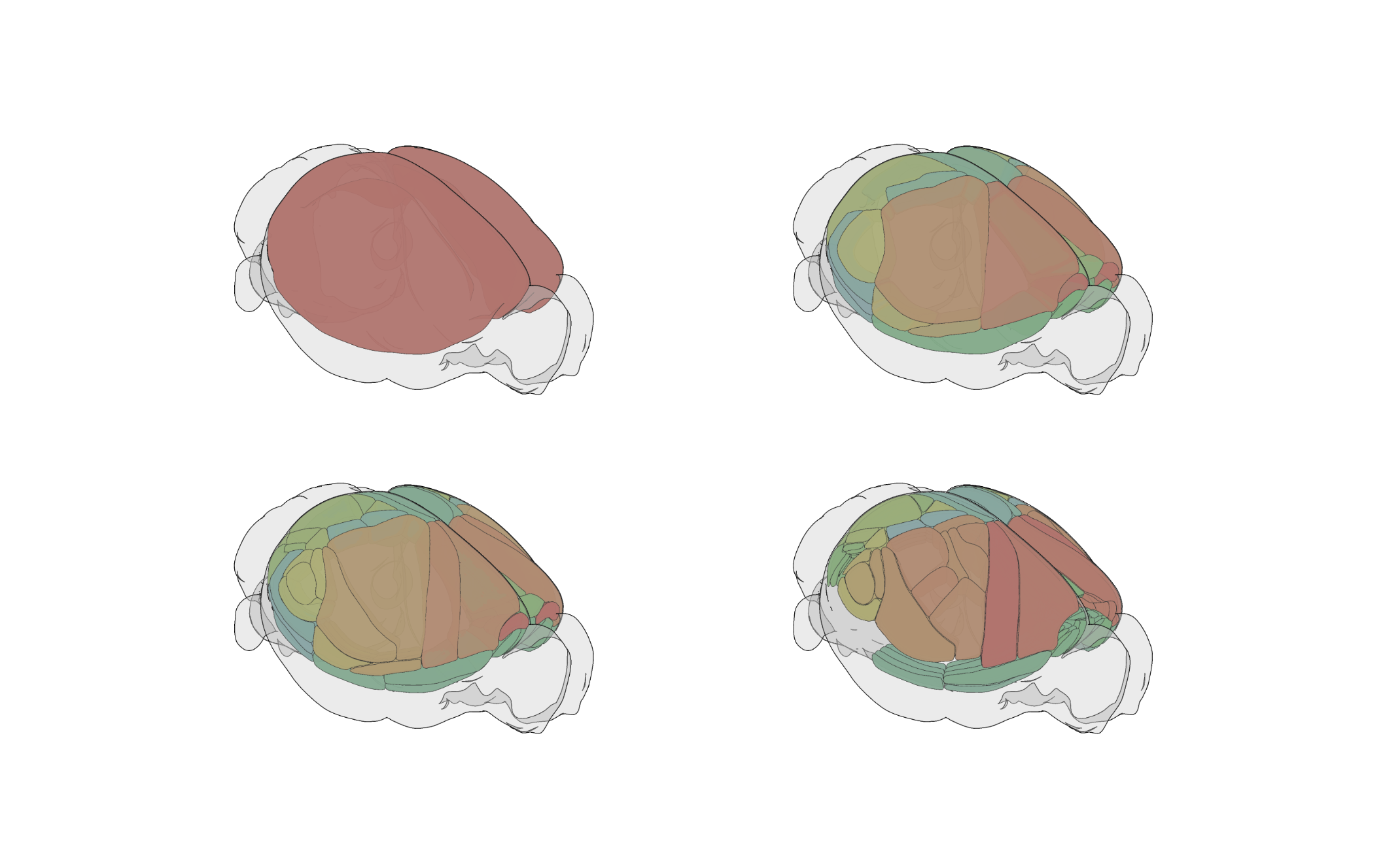 Allen mouse brain renderings