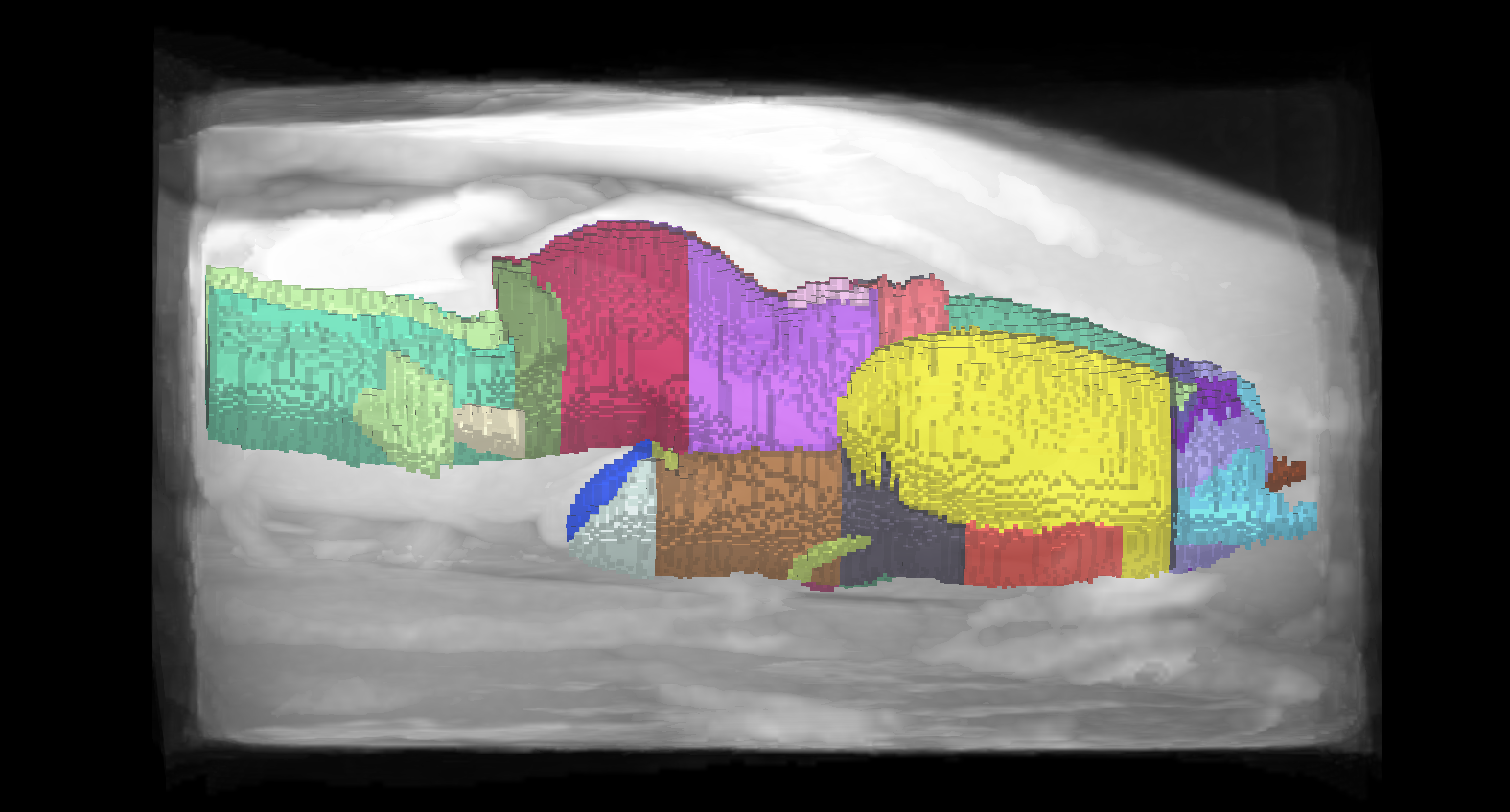 axolotl brain atlas annotations