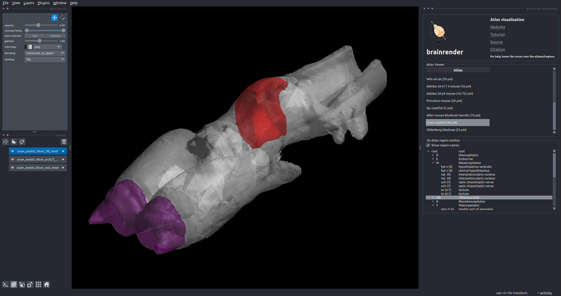 axolotl atlas visualised in napari