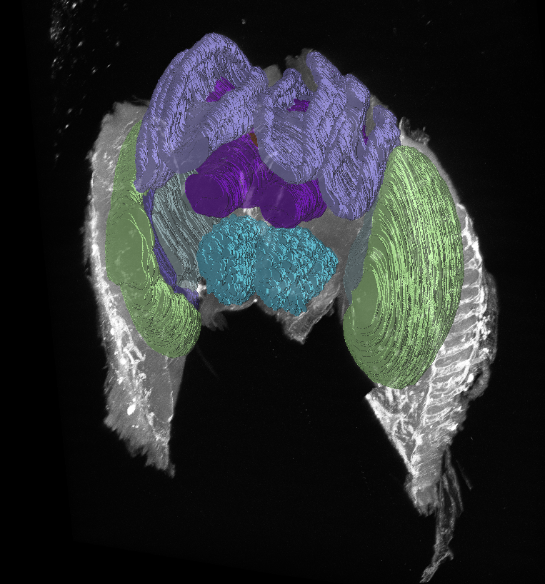 3D view of the bumble bee brain atlas