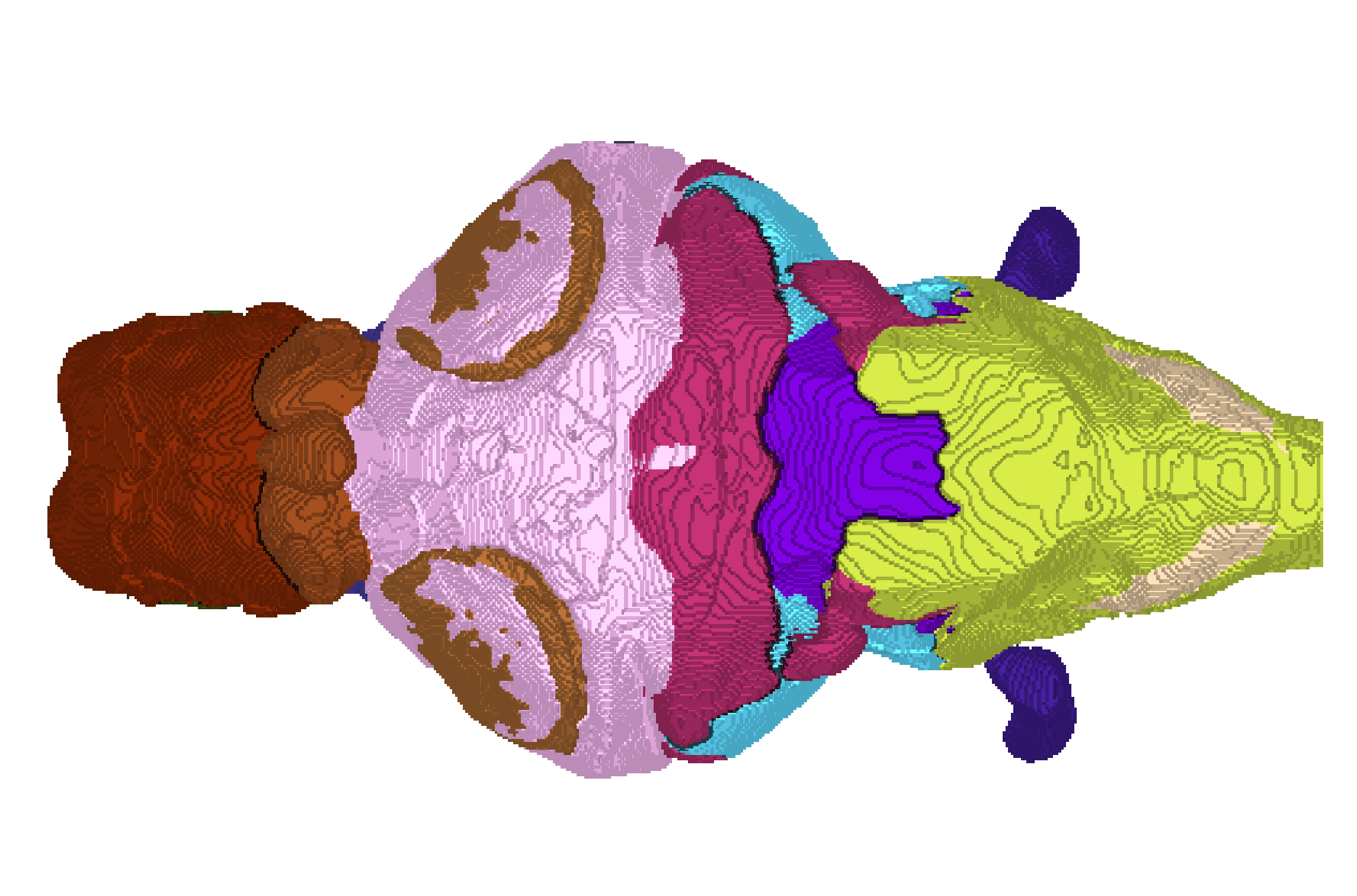 cavefish brain atlas annotations