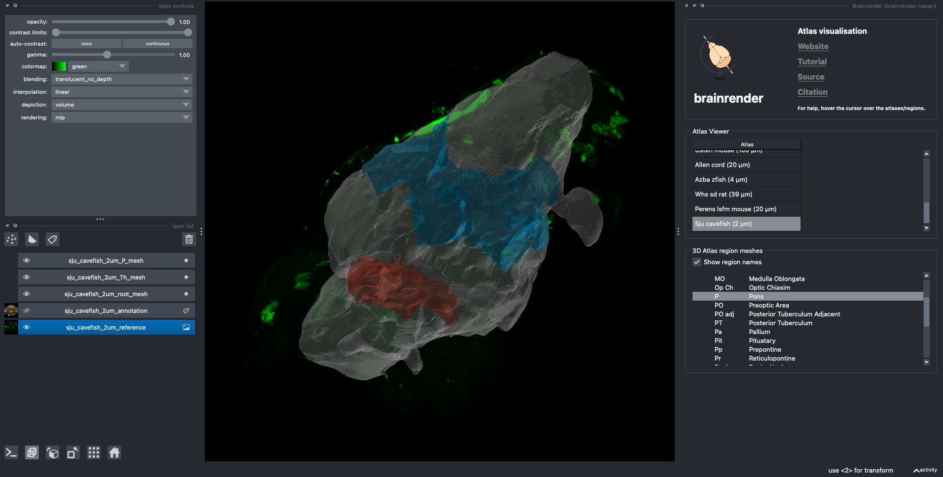 cavefish atlas visualised in napari