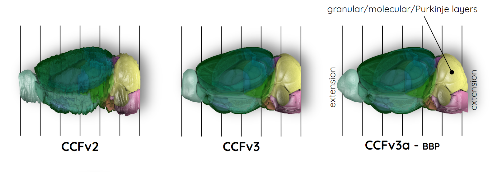 Lateral views of CCFv2, CCFv3, and CCFv3a annotations