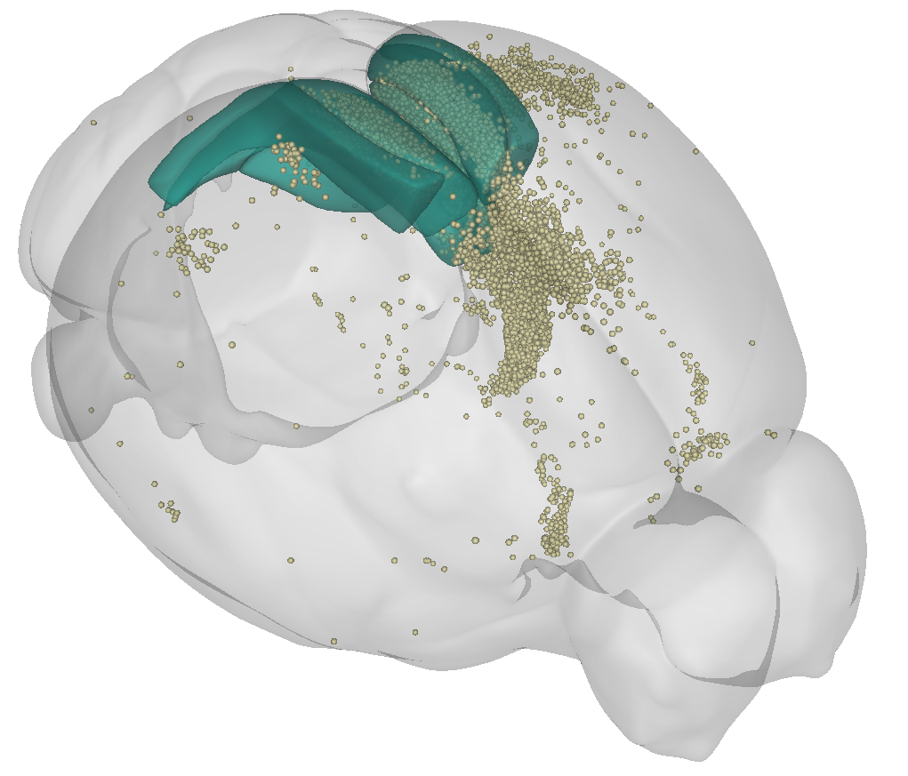 3D brainrender visualisation of cellfinder results