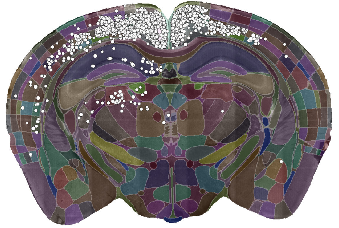 Detected labelled cells, overlaid on a segmented coronal brain section