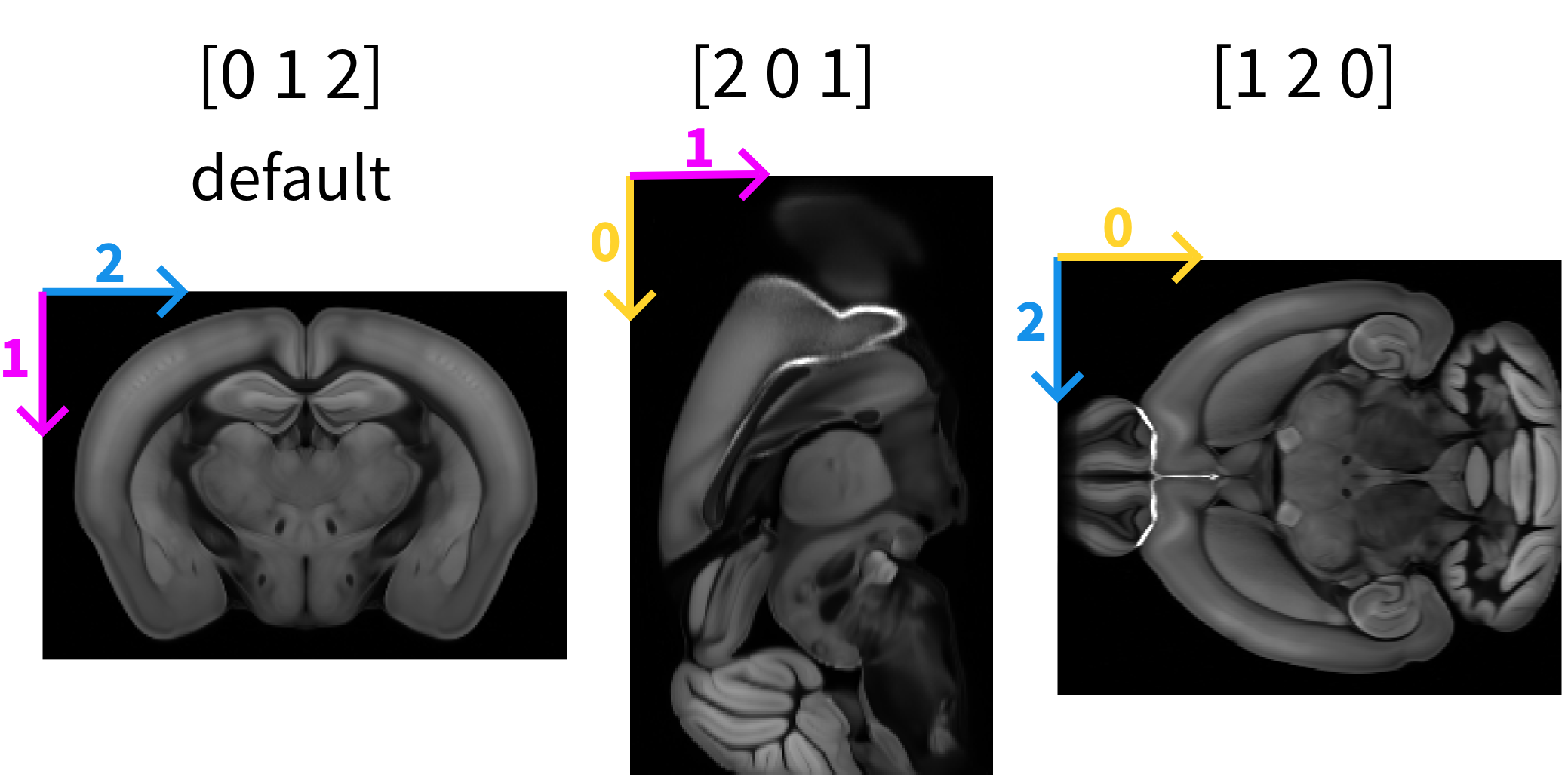 allen mouse atlas 50μm