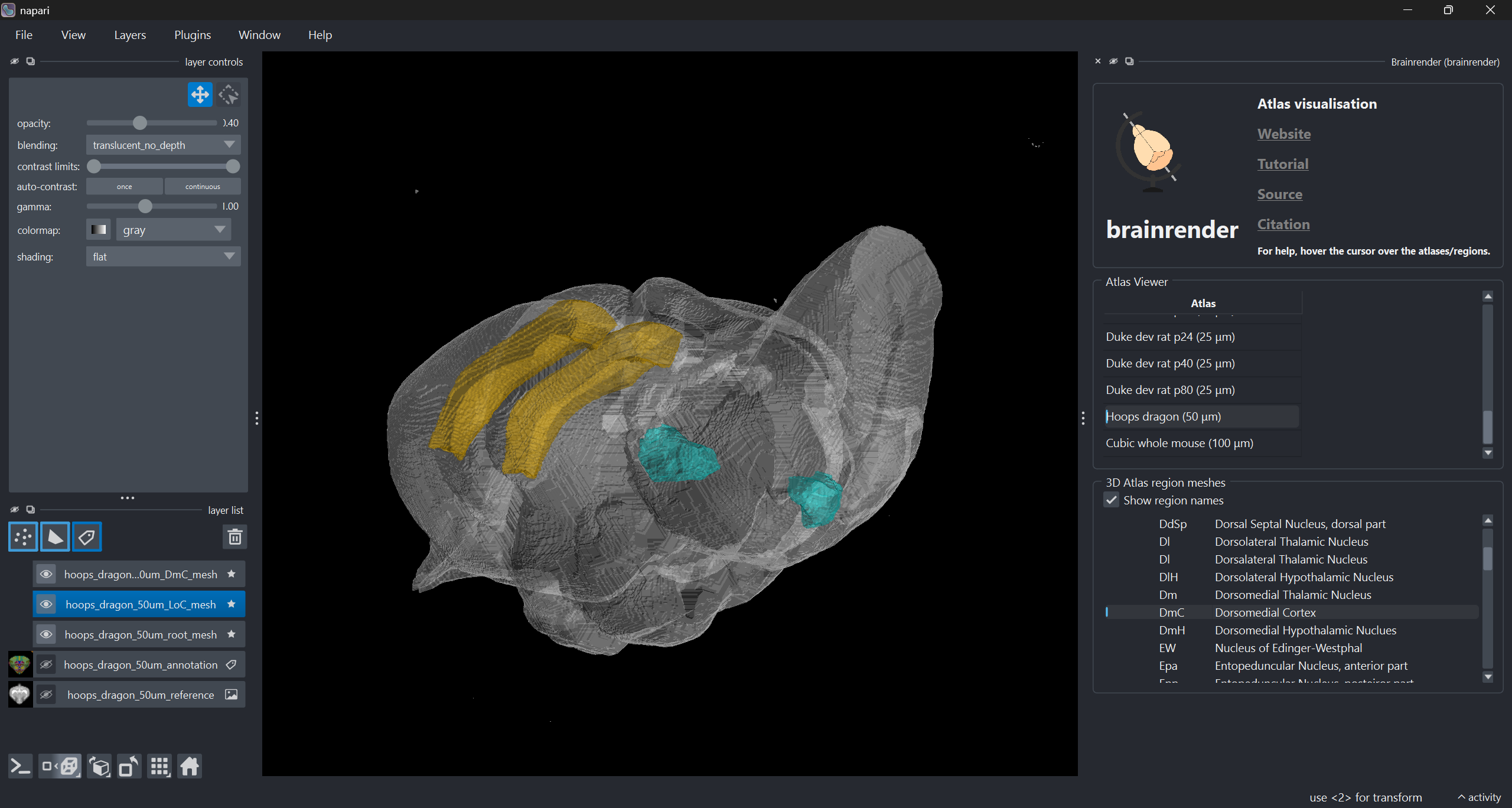 Tawny dragon brain atlas visualised in napari