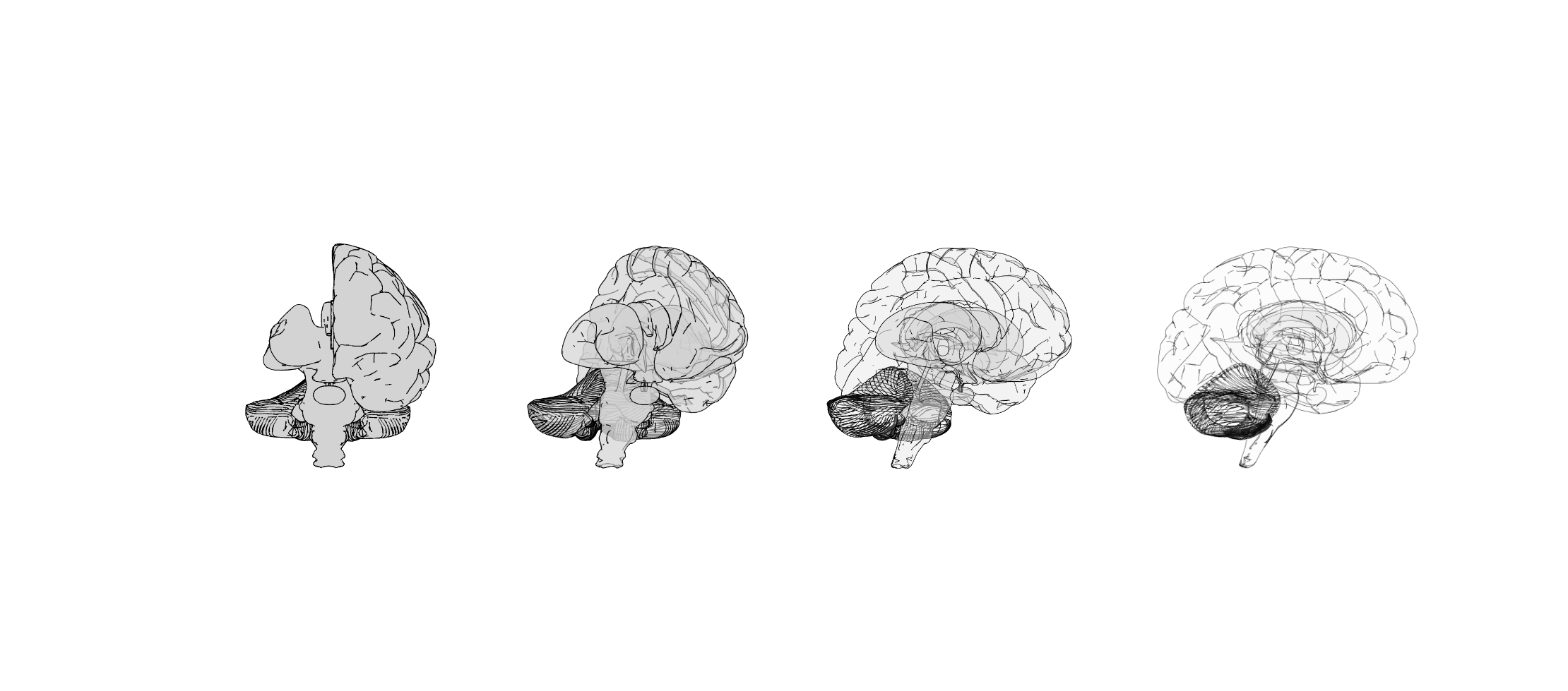 Human brain renderings