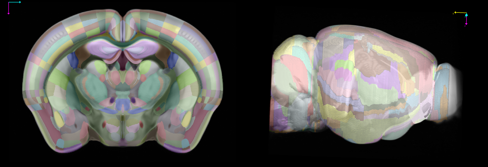 Mouse brain coronal and lateral views in napari