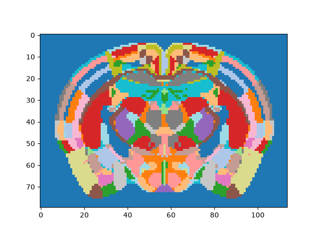 brainglobe atlasapi example