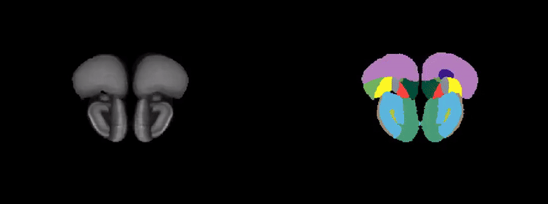 SWC female rat atlas