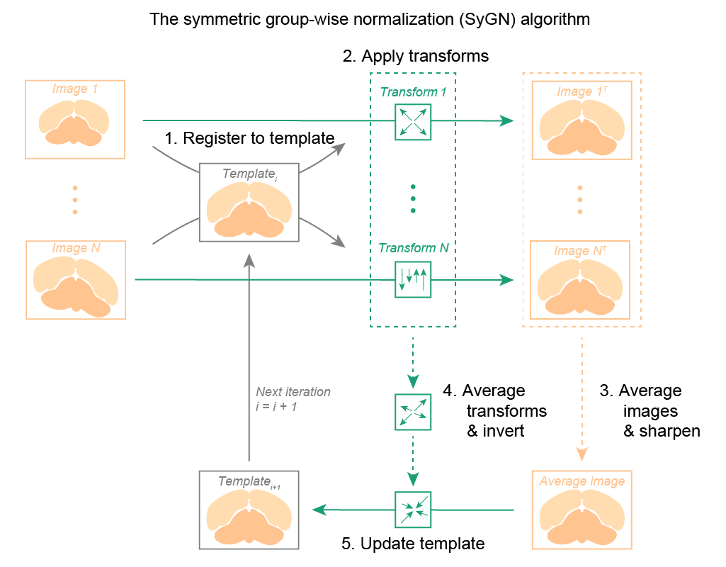 A diagram showing the SyN algorithm