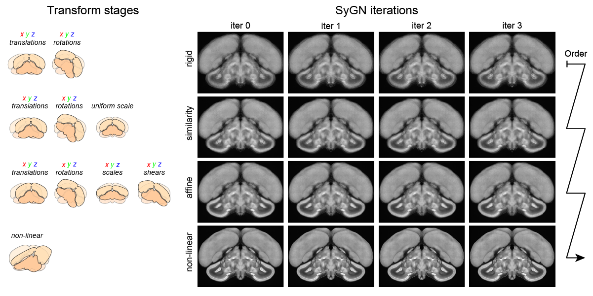 Coronal slices of the template as the SyGN goes through its steps